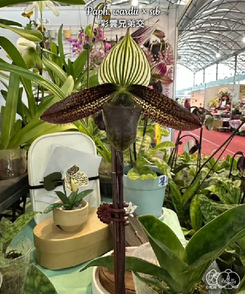 美琪園藝Miki Orchid - 批發專區
